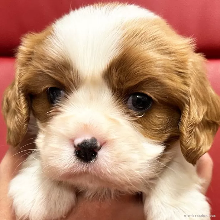 ID:2411-07093の子犬