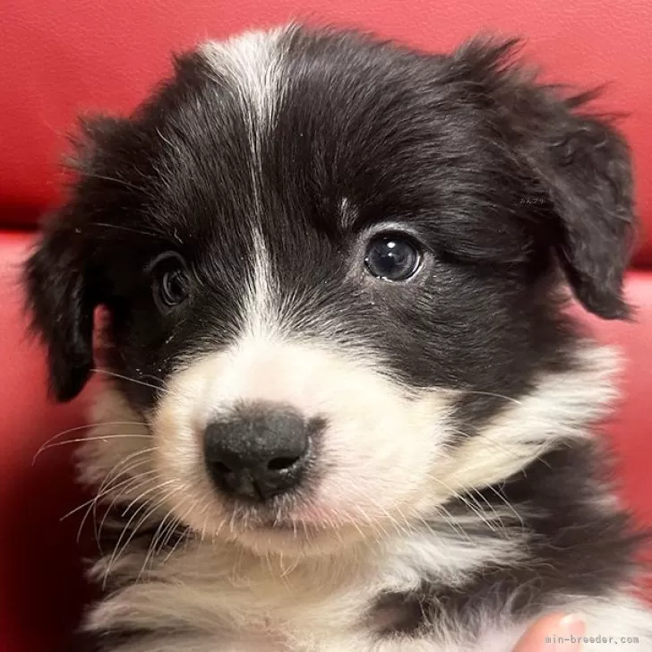 ID:2412-00017の子犬