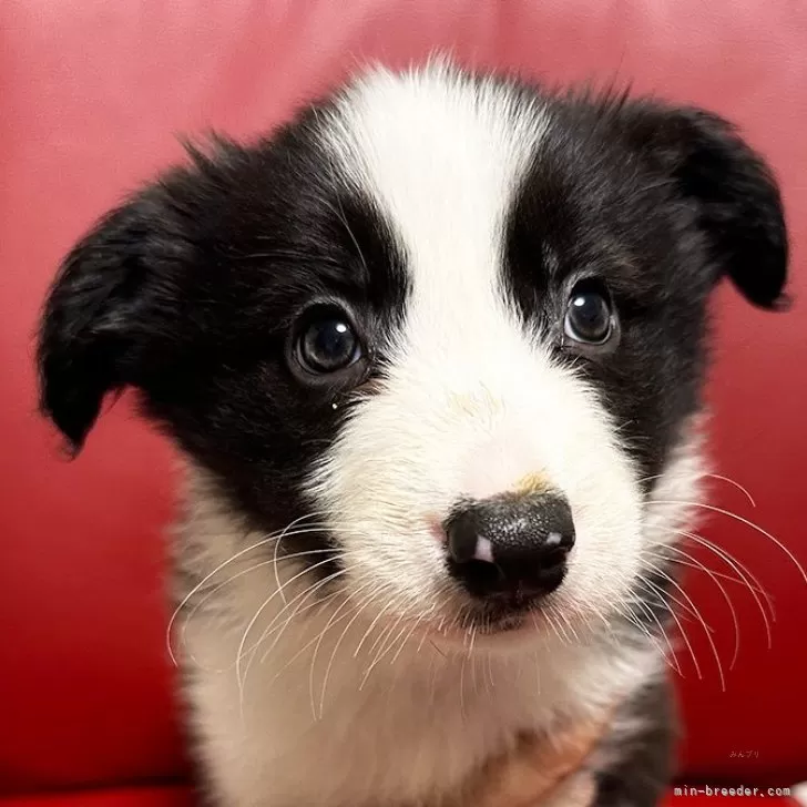 ID:2411-01975の子犬