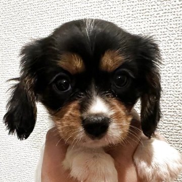キャバリア【愛知県・女の子・2025年3月4日・トライ】の写真「眉毛がユニーク？！トライカラーの女の子♪」