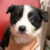 ボーダーコリー【愛知県・男の子・2024年10月19日・ブラック&ホワイト】の写真1
