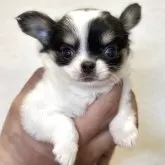 チワワ(ロング)