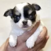 チワワ(ロング)