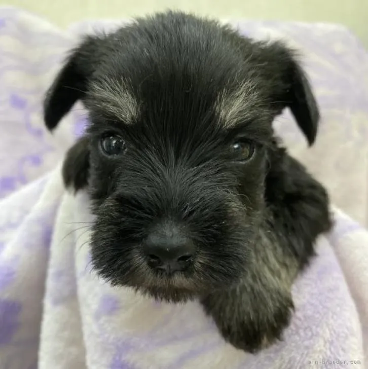 ID：2211-02873の子犬