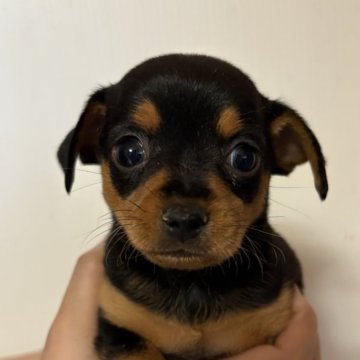 【岐阜県・男の子・2025年1月26日・ブラック&タン】の写真「★大人気犬種★チワピンの赤ちゃんです❗️」