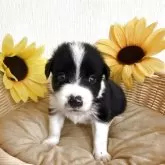 ボーダーコリー