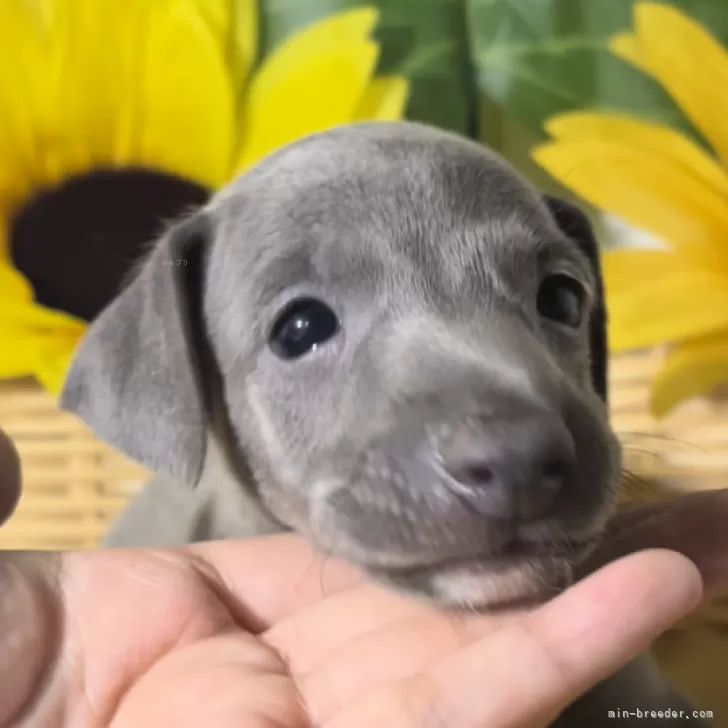 ID:2406-05179の子犬