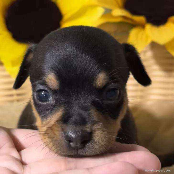 ID：2407-03167の子犬