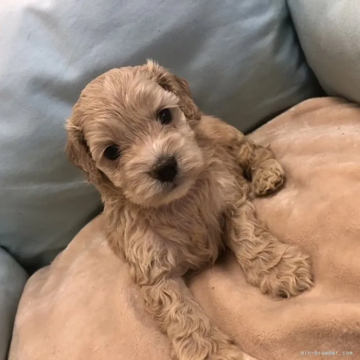 ID：2306-03626の子犬