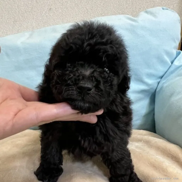 ID:2306-00842の子犬