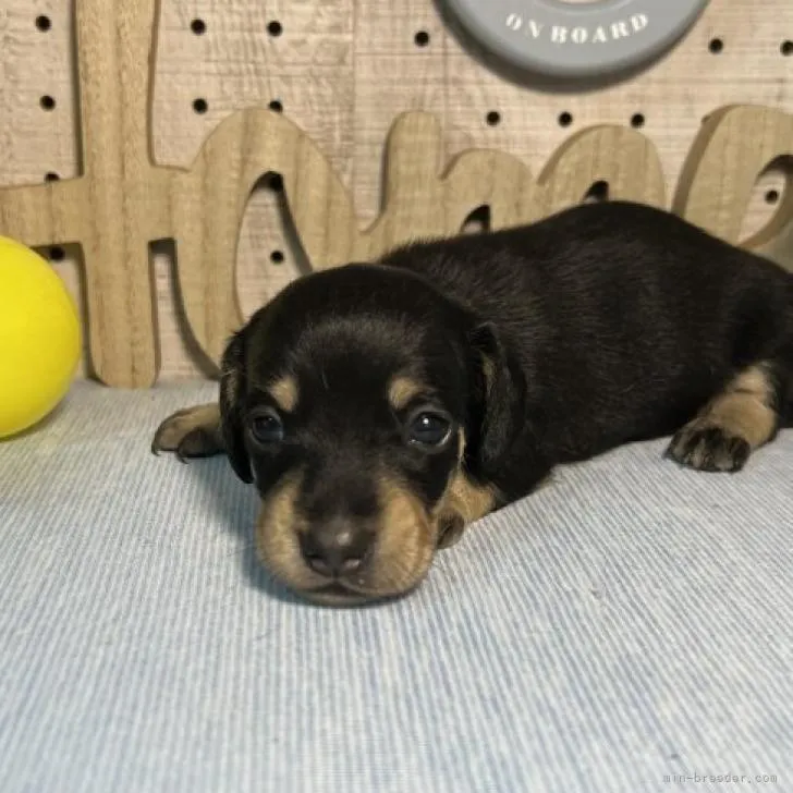 シナモン 様のお迎えした子犬