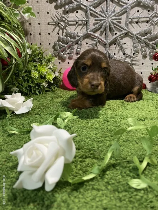 ID：2202-02498の子犬