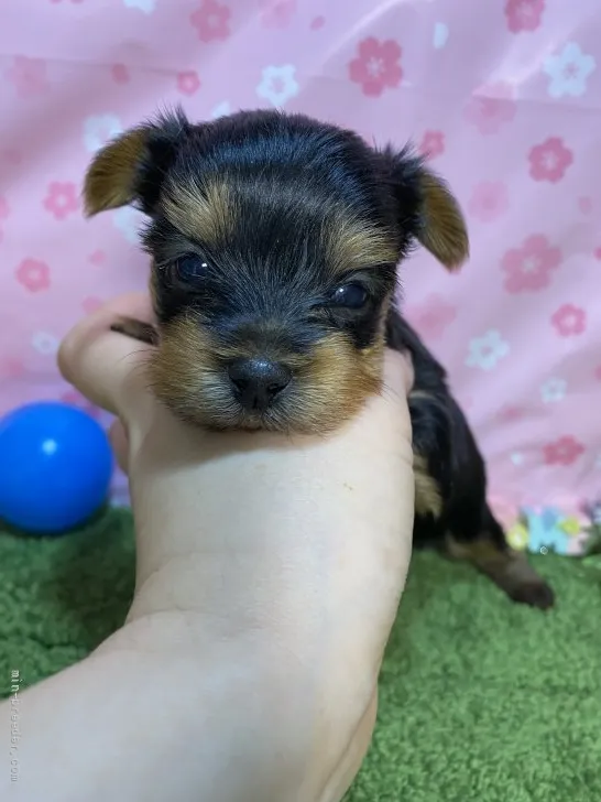 ID:2205-00369の子犬