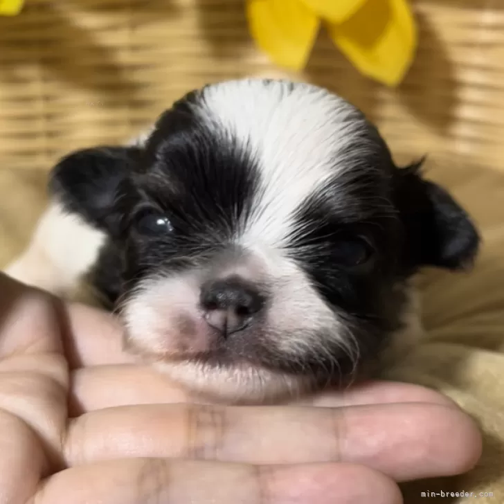 ID：2405-06986の子犬