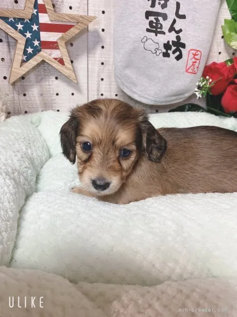 ID：2109-02842の子犬