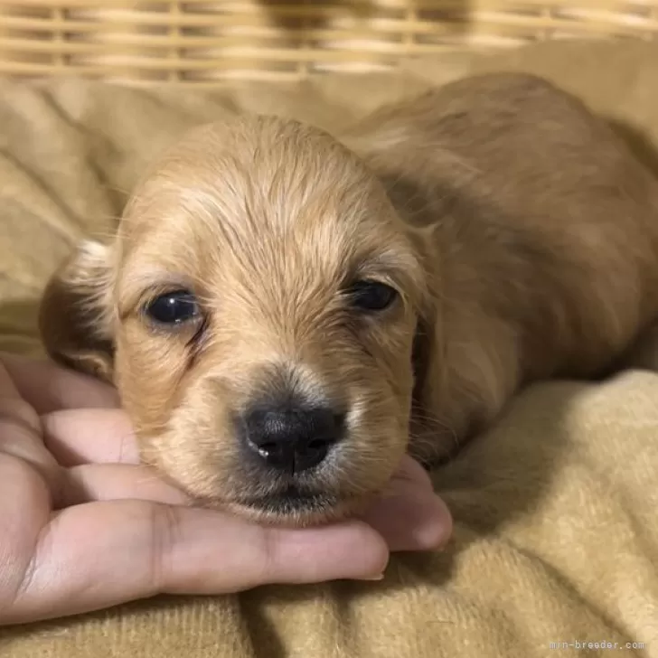 ID:2407-04900の子犬