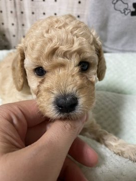 トイプードル(トイ)【岐阜県・男の子・2021年7月11日・クリーム】の写真「人が大好き甘えん坊くんです✨」