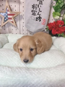 ミニチュアダックスフンド(ロング)【岐阜県・男の子・2021年8月7日・ゴールド】の写真「両親共遺伝子クリア！」