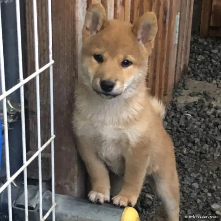 ダブル 様のお迎えした子犬