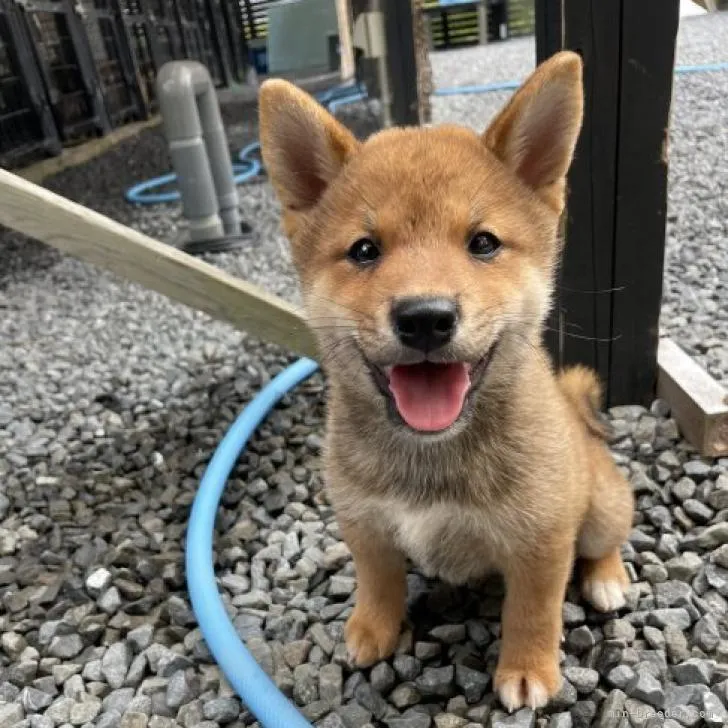 コマツ 様のお迎えした子犬