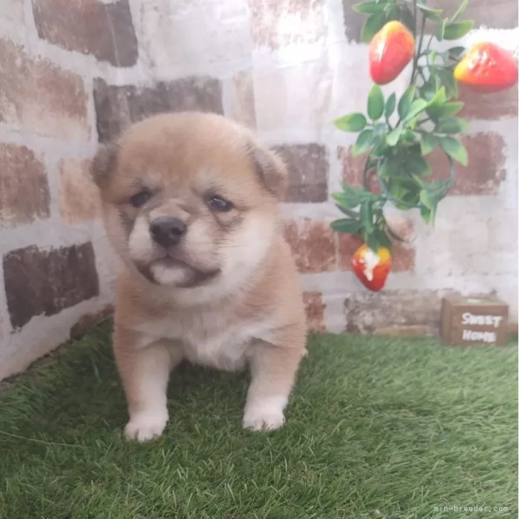 ID:2501-06344の子犬