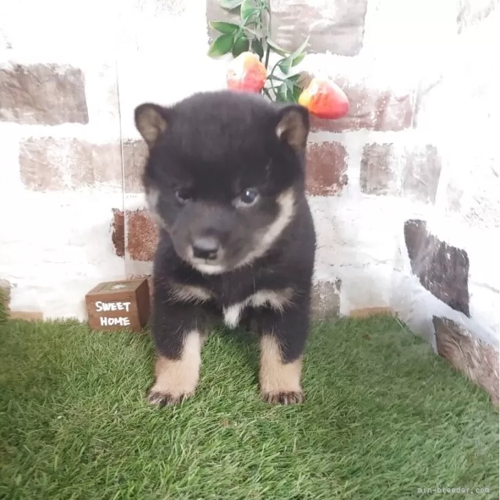 ID:2504-02220の子犬