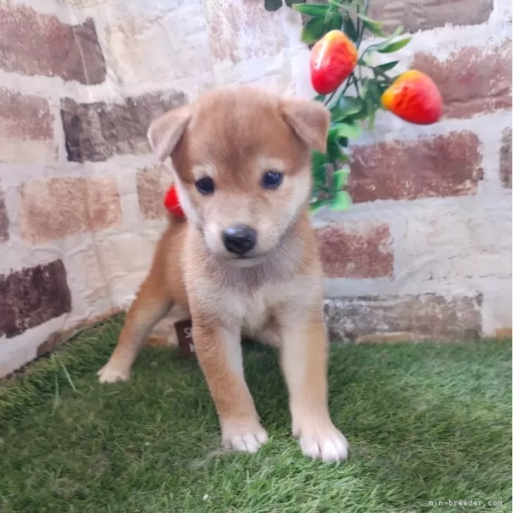 わたもい 様のお迎えした子犬