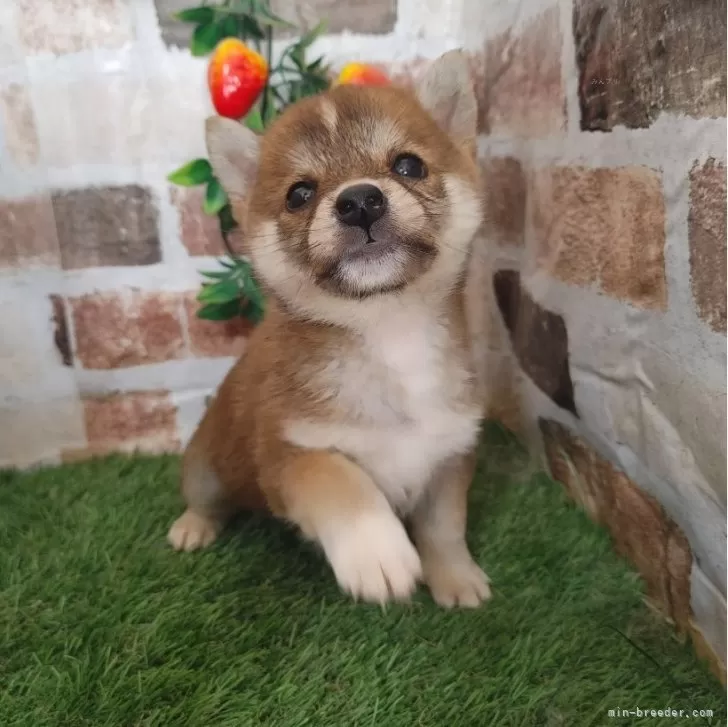 ID:2411-00097の子犬