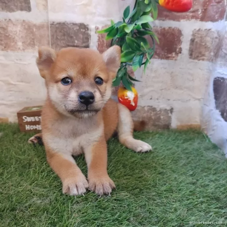 ID：2507-08316の子犬