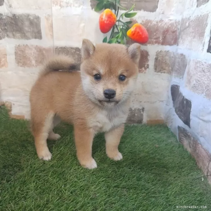 ID：2509-08382の子犬