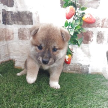 柴犬(標準サイズ)【鹿児島県・女の子・2025年3月10日・赤】の写真「コロコロもふもふの赤柴女子♪」