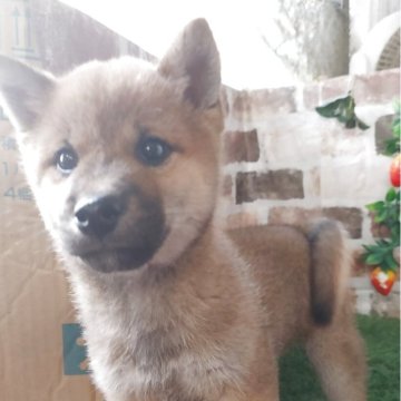 柴犬(標準サイズ)【鹿児島県・男の子・2025年2月6日・赤】の写真「コロコロもふもふの男の子♪見学日にお迎え可能です。」
