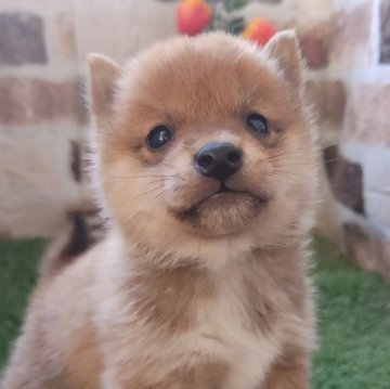 柴犬(豆柴)【鹿児島県・男の子・2025年2月3日・赤】の写真「極小のお母さんから産まれた極小の男の子♪」