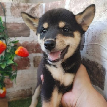 柴犬(標準サイズ)【鹿児島県・男の子・2025年7月20日・黒】の写真「とても小柄な黒柴男子♪」