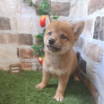 柴犬(標準サイズ)【鹿児島県・女の子・2025年7月15日・赤】の写真「もふもふコロコロの赤柴女子♪」