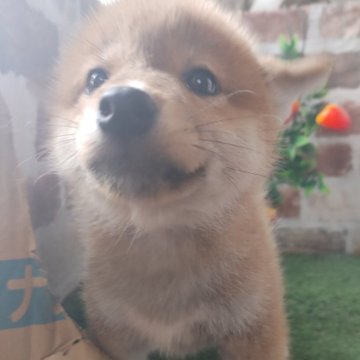 柴犬(標準サイズ)【鹿児島県・男の子・2025年3月14日・赤】の写真「コロコロもふもふの赤柴男子♪見学日にお迎え可能」