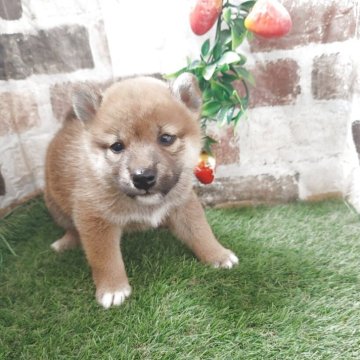 柴犬(標準サイズ)【鹿児島県・女の子・2025年5月9日・赤】の写真「もふもふコロコロの赤柴女子♪」
