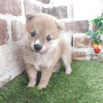 柴犬(豆柴)【鹿児島県・女の子・2025年5月11日・赤】の写真「豆柴認定犬の両親から産まれた豆柴女子♪」