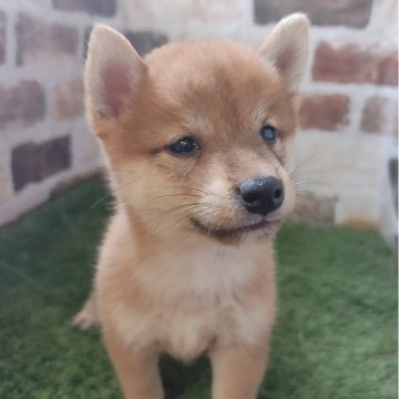 柴犬(豆柴)【鹿児島県・女の子・2025年9月11日・赤】の写真「豆柴認定犬の両親から産まれた小柄な豆柴女子」