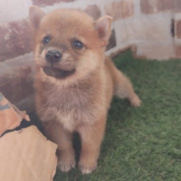 柴犬(標準サイズ)【鹿児島県・男の子・2025年9月16日・赤】の写真「もふもふコロコロの赤柴男子♪」