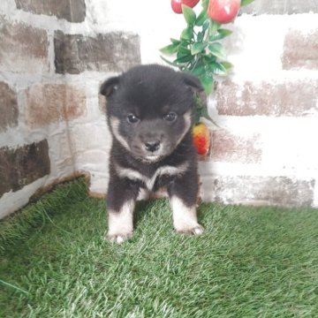 柴犬(標準サイズ)【鹿児島県・女の子・2025年10月23日・黒】の写真「人気の黒柴女子♪」