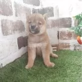 柴犬(標準サイズ)【鹿児島県・男の子・2025年6月2日・赤】の写真1