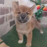 柴犬(標準サイズ)