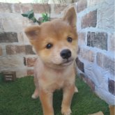 柴犬(豆柴)
