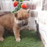柴犬(標準サイズ)