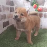 柴犬(標準サイズ)