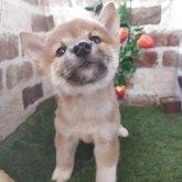 柴犬(標準サイズ)
