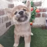 柴犬(標準サイズ)