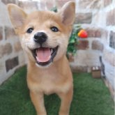 柴犬(標準サイズ)