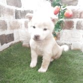 柴犬(標準サイズ)